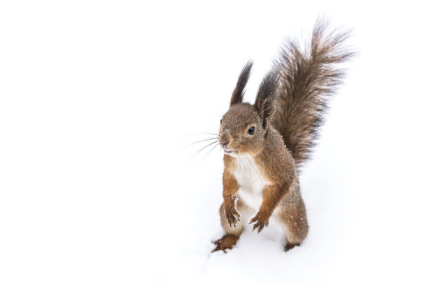 毛茸茸的红色饥饿松鼠在冬天的森林里寻找坚果图片下载