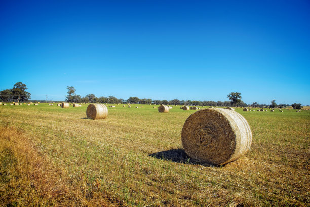有木筏图片下载