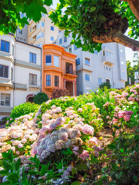 旧金山朗伯德街美丽的绣球花图片下载