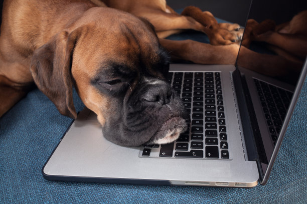 可爱的拳击狗睡在笔记本电脑旁边。图片下载