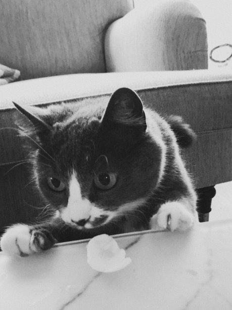 我的猫图片下载