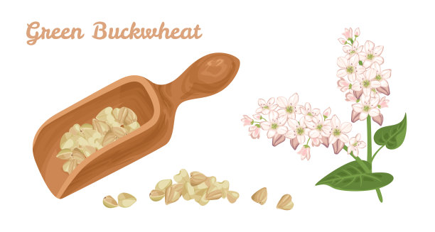 木勺里的绿荞麦粒孤立在白色的背景上。荞麦开花植物载体和种子堆。无麸质谷物矢量插图在卡通简单的平面风格。图片下载