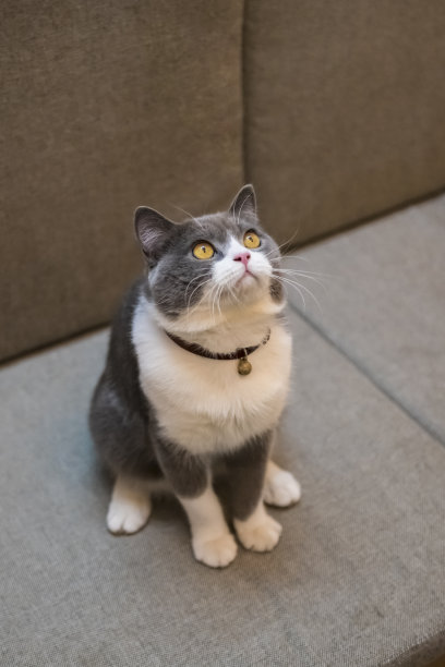 英国短毛猫坐在沙发上抬头看图片下载