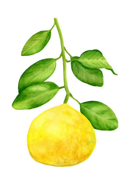 带有枝叶的柠檬水彩。手绘植物孤立在白色背景。植物插图设计和装饰，卡片，包装图片下载