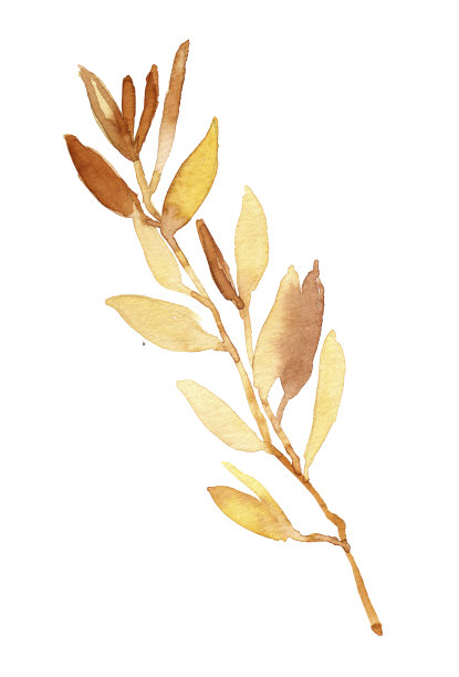 水彩手绘植物自然分支与树叶插图孤立在白色背景图片下载