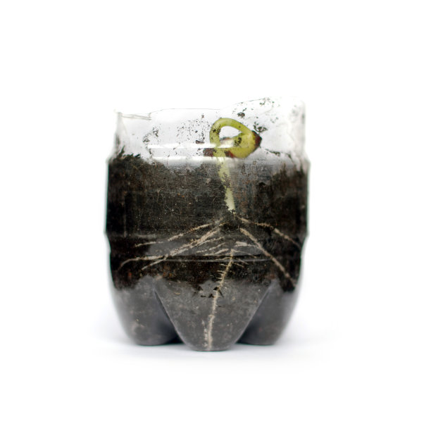 从豆类中发芽的谷物。在地里发芽的种子。植物实验图片下载