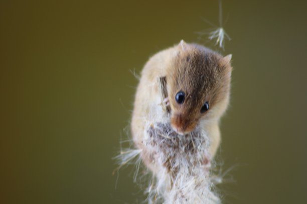 用复制的速度在松软的干杂草上收获老鼠图片下载