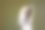 用复制的速度在松软的干杂草上收获老鼠图片下载