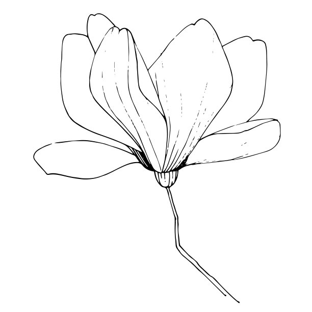 载体木兰花植物花。黑白篆刻水墨艺术。孤立木兰插图元素。图片下载