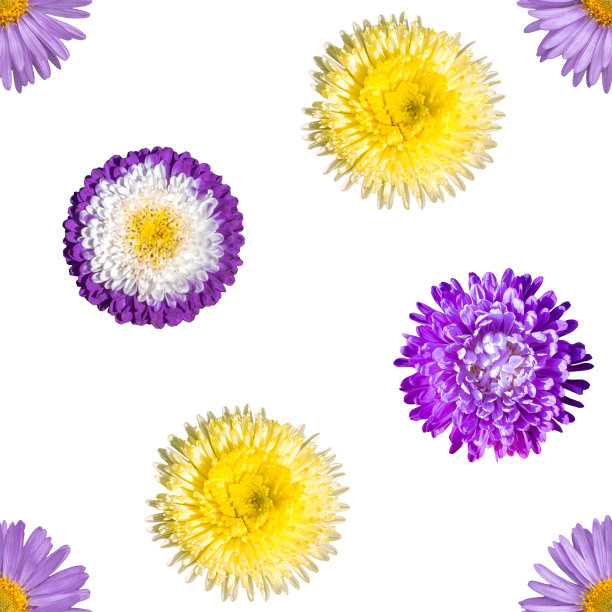 花无缝图案上的白色背景图片下载