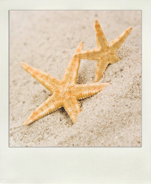 宝丽来假日海星在沙子上的白色背景图片下载