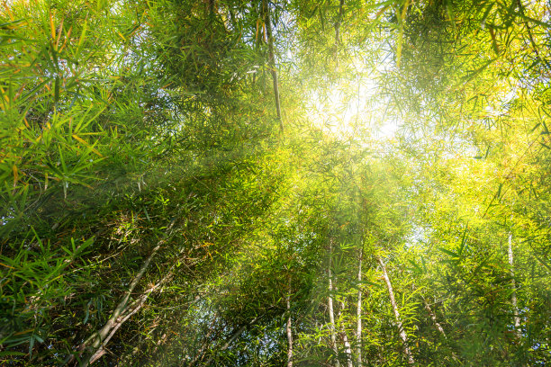 低角度的竹树与阳光。图片下载