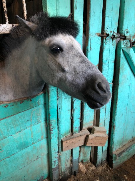 马厩里的马图片下载