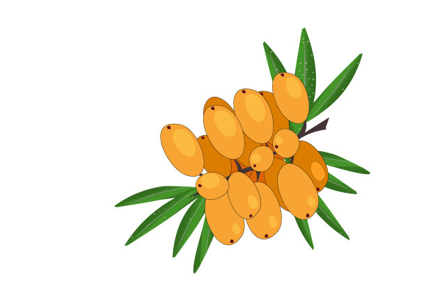 沙棘孤立在白色。鲜沙棘树枝图标。图片下载