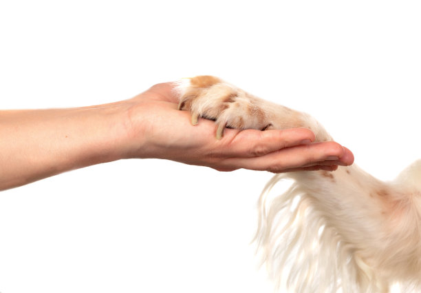 狗和主人之间的友谊图片下载