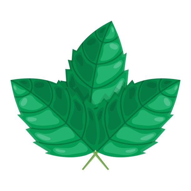 薄荷卡通绿色叶子孤立的白色背景。自然的标志。矢量插图为任何设计。图片下载