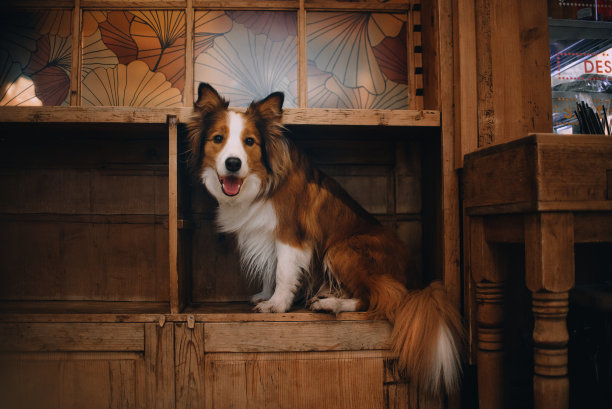 红色边境牧羊犬坐在衣柜上图片下载