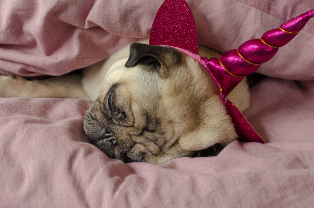 狗养哈巴狗在独角兽的帽子里睡觉在主人的坏图片下载