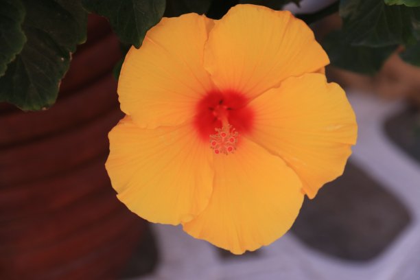 芙蓉花开花图片下载