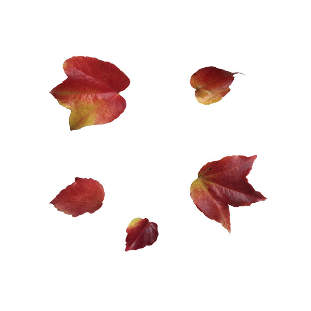 红叶的波士顿常春藤，花园装饰植物图片下载