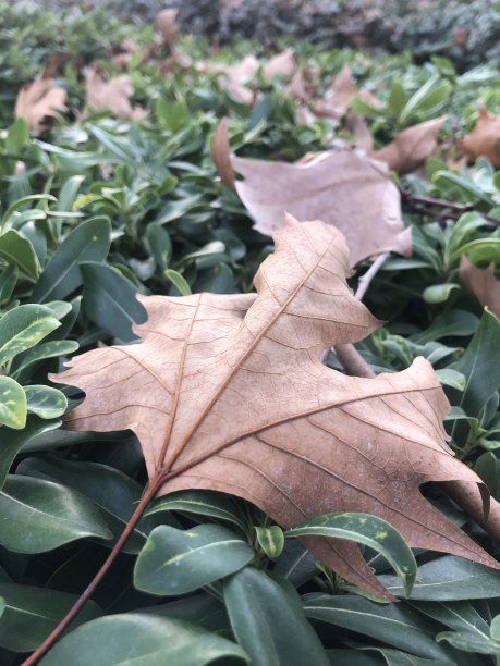 干叶图片下载