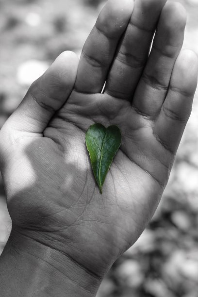 心形符号叶子在男性的手在黑白背景图片下载