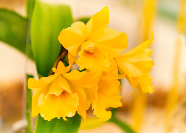 泰国兰花农场的黄兰图片下载