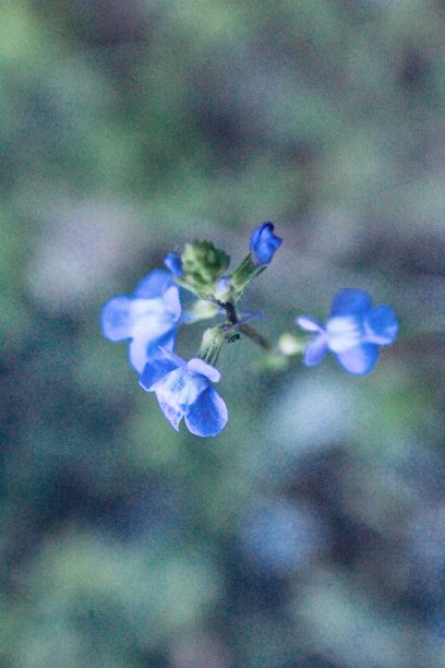 夏天的花图片下载
