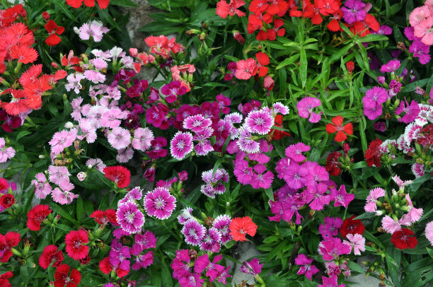 石竹类植物的花图片下载