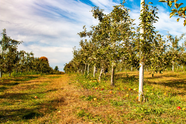 安大略省苹果园图片下载