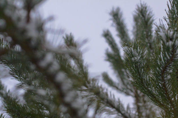 美丽的冬天背景与松树在雪域森林。美丽的圣诞树在雪堆和雪花中。新年的库存照片图片下载