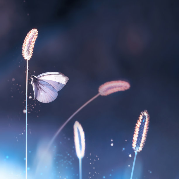 花园里的草地上有两只脆弱的白蝴蝶。夏日自然创意形象。方格式。图片下载