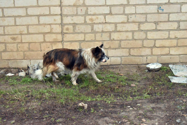 好运对着流浪狗微笑。图片下载