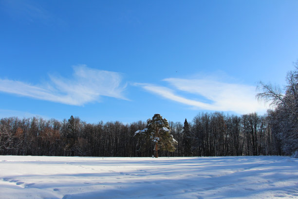 一棵孤独的松树，在一片积雪的森林里。图片下载