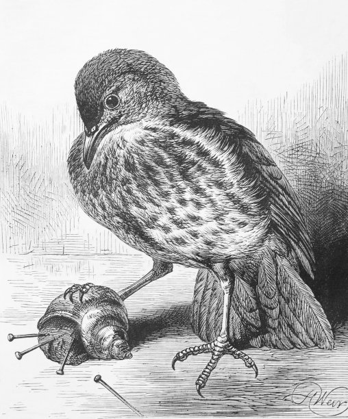 1875年前后的动物和自然黑白版画画眉蜗牛针垫图片下载