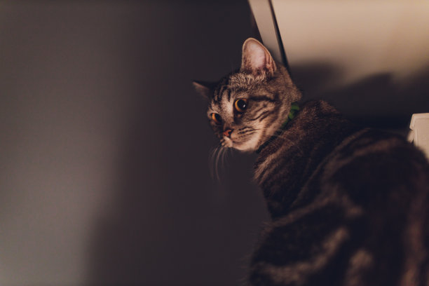 猫晚上在厨房里跑来跑去，用噪音吵醒了主人。图片下载