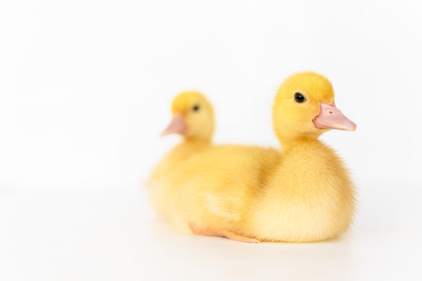 可爱的黄色鸭子在白色的背景孤立。图片下载
