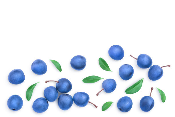 黑刺李或黑刺李的叶子孤立的白色背景与复制空间为您的文本。前视图。平躺图片下载