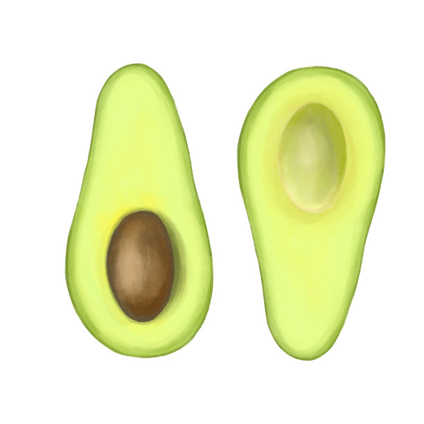 牛油果手画孤立的白色背景图片下载