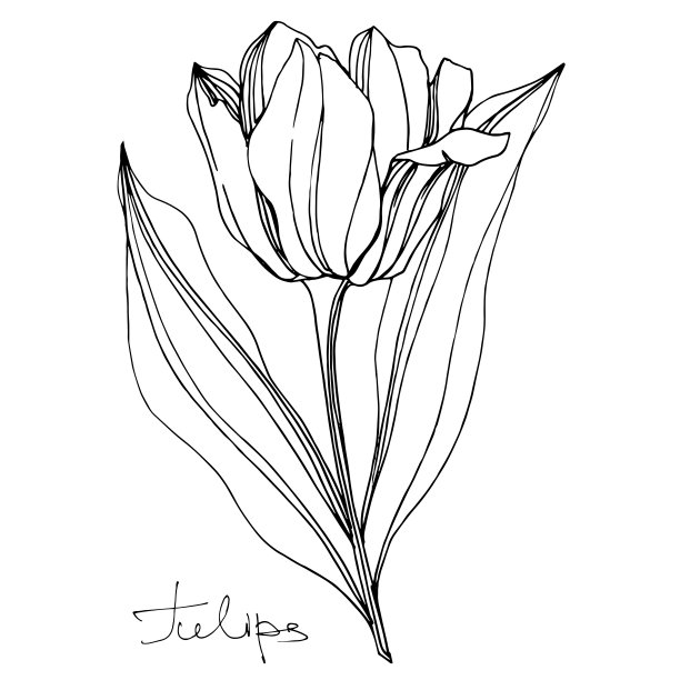 矢车菊，花卉植物花。黑白篆刻水墨艺术。孤立的郁金香插图元素。图片下载