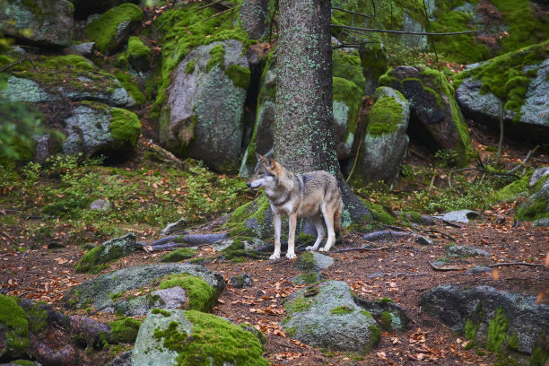 狼(犬类)图片下载