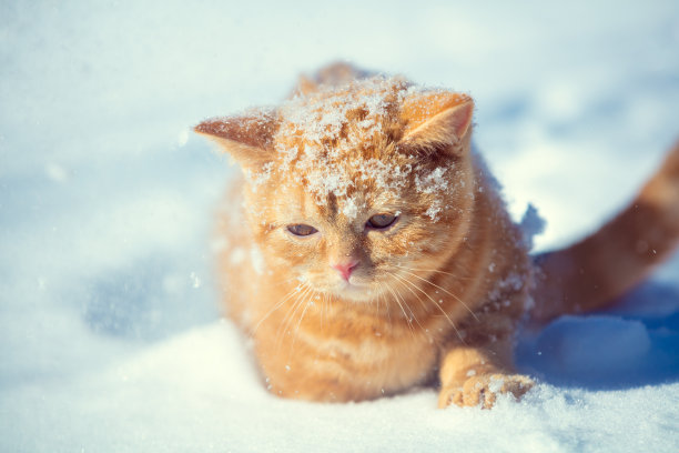 冬天下雪时，红猫在厚厚的雪中行走图片下载