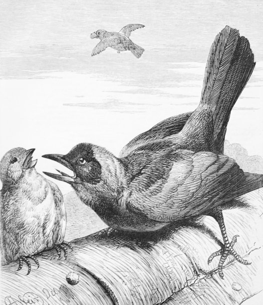 1875年前后的动物和自然黑白版画。一只贪婪的寒鸦从更小的鸟那里偷东西图片下载
