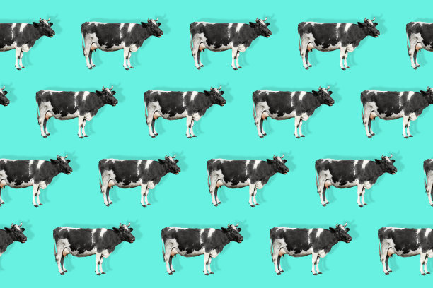 牛孤立在亮蓝色背景动物图案。图片下载