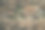 树皮上的蘑菇，木鸡，灰树花真菌，森林里的秋天图片，城市公园，阿姆斯特丹北部Baanakkerspark，梦幻的，田园诗般的，棕色，橙色和黄色的颜色图片下载