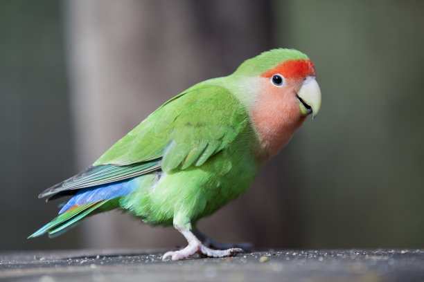 桃面爱鸟素材图片