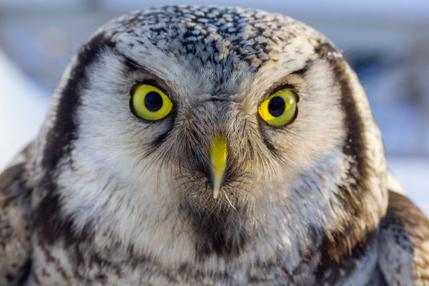 猫头鹰鸟的近距离照片与美丽的黄色眼睛和喙图片下载