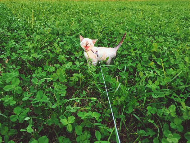孟加拉小猫在大自然中被皮带牵着走图片下载