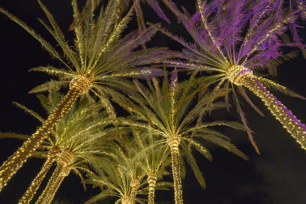 棕榈树的剪影被白光包裹着。图片下载