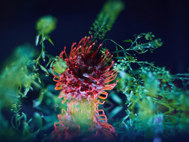 桔红白三角花(变形科)图片下载